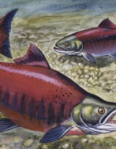 Talkeetna Historical Society Salmon Run